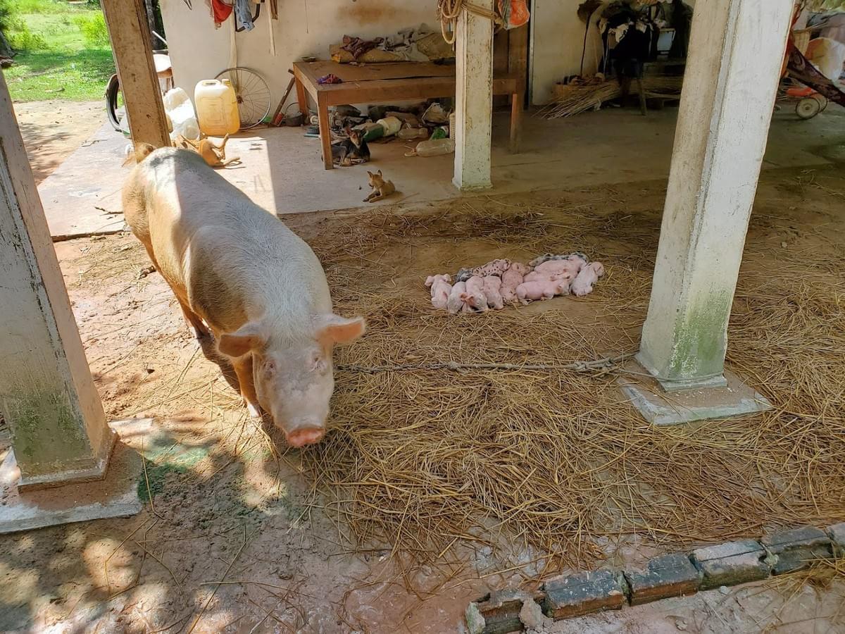 Momma & baby pigs near a "well family" (seen on Ramsey Foundation visit to Cambodia) Momma & baby pigs near a "well family" (seen on Ramsey Foundation visit to Cambodia)